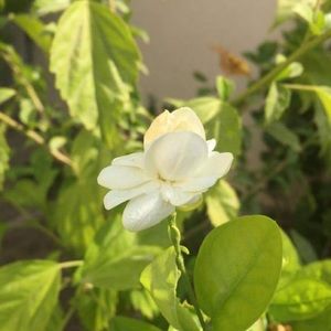 Meet your Posher, Muhammad